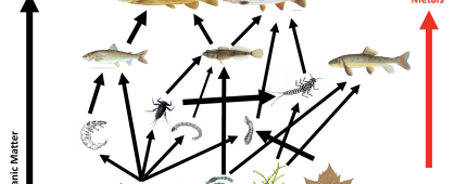 Graphic of a food web from the presentation