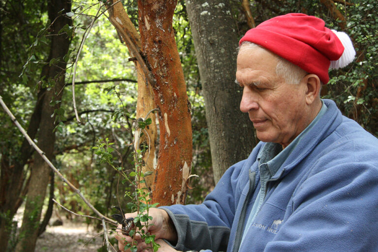 A man pruning a tree